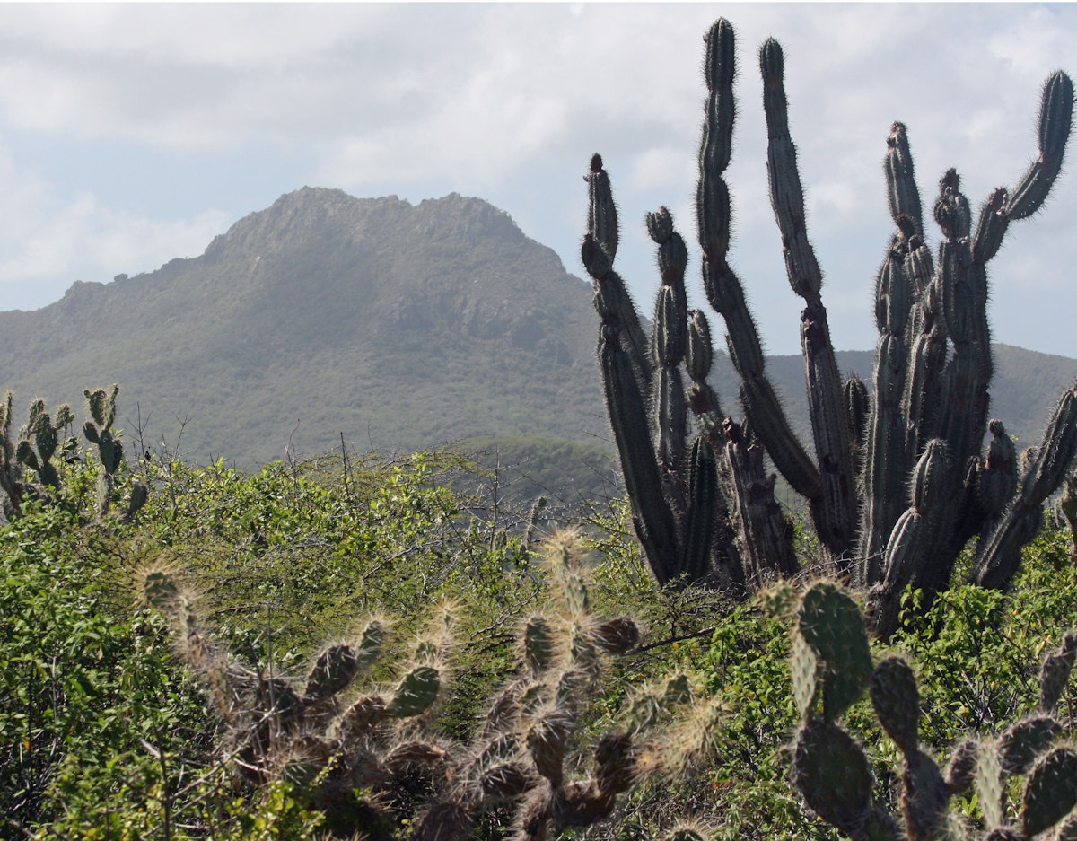 Cactus stands tall in Christoffel National Park, with Mt. Christoffel in the background, Curacao. (Marjie Lambert/Miami Herald/MCT)