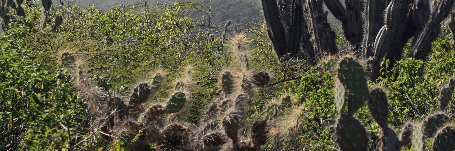 Cactus stands tall in Christoffel National Park, with Mt. Christoffel in the background, Curacao. (Marjie Lambert/Miami Herald/MCT)