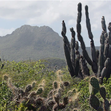 Cactus stands tall in Christoffel National Park, with Mt. Christoffel in the background, Curacao. (Marjie Lambert/Miami Herald/MCT)