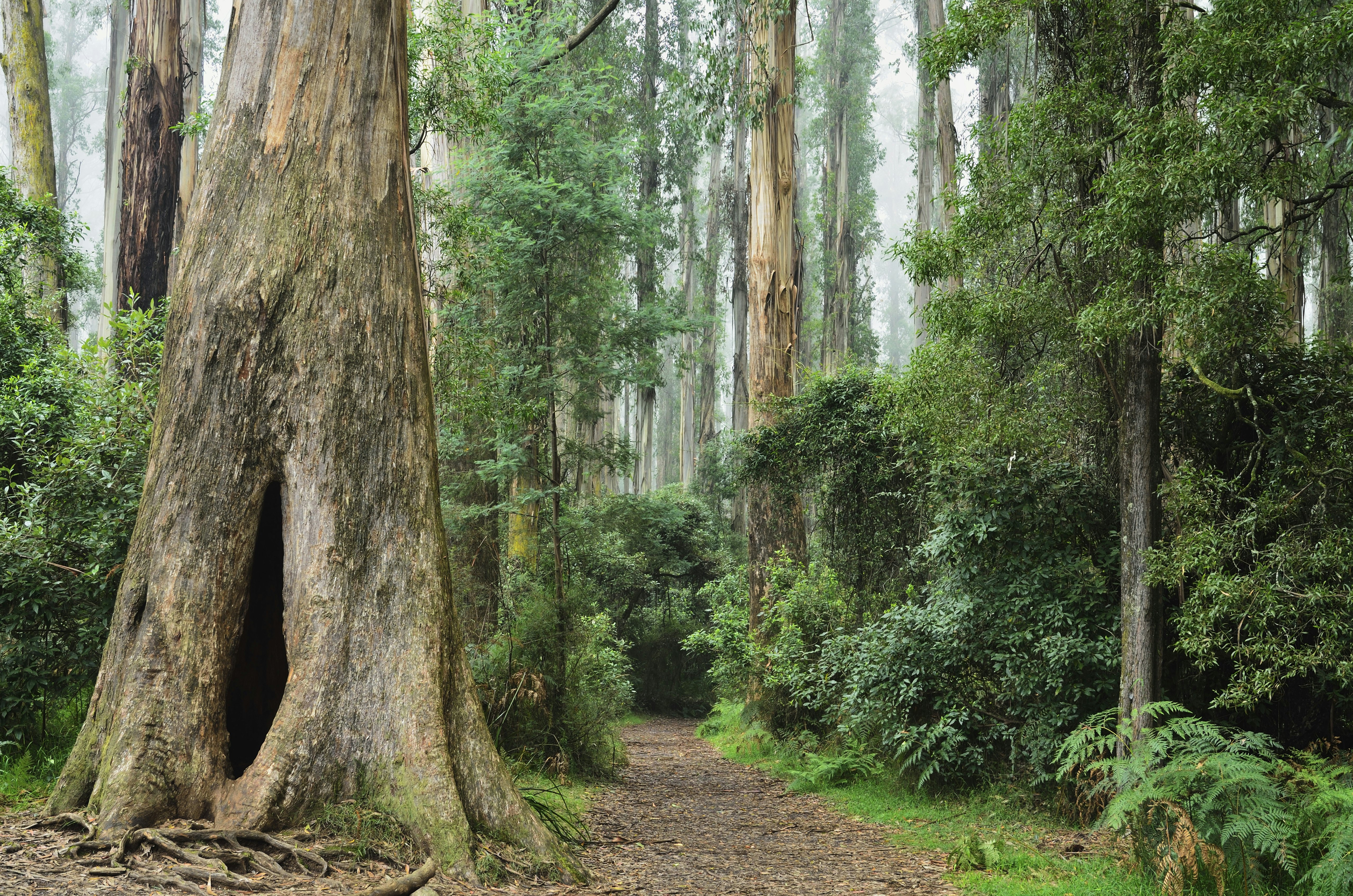 Footpath through Mountain Ash forest