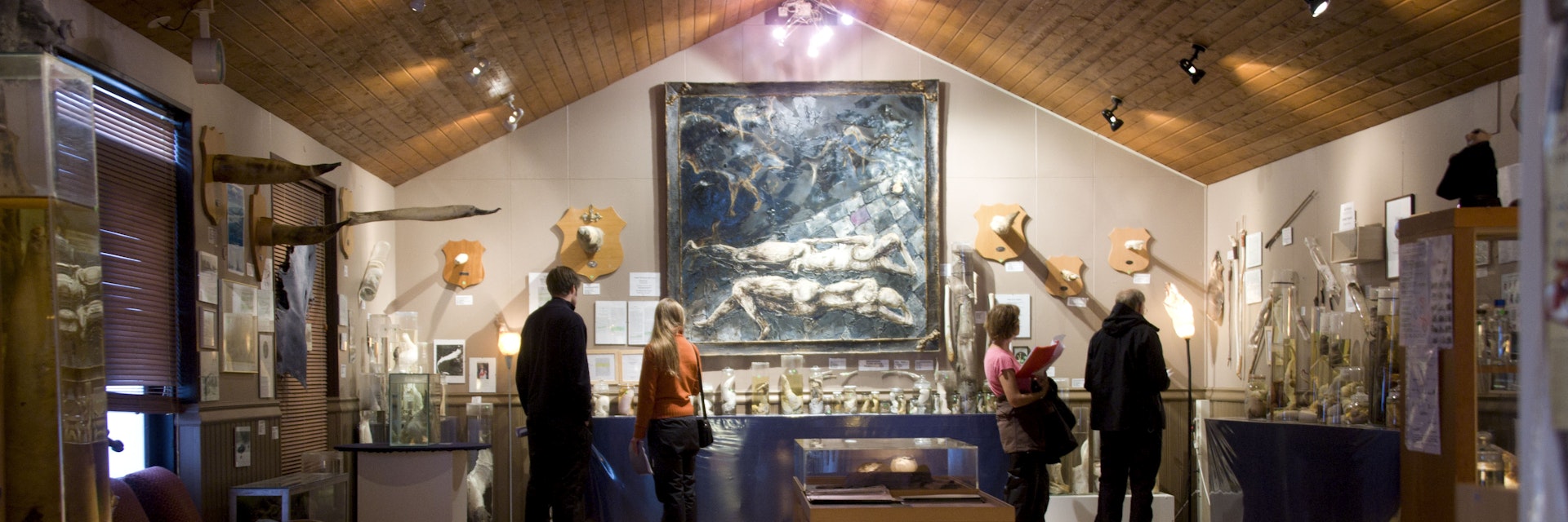 TO GO WITH AFP STORY BY Nina LARSON .People visit Iceland's Phallological Museum on June 28, 2011 in Husavik. From gigantic whale penises to speck-sized field mouse testicles and lampshades made from bull scrotums, Iceland's small Phallological Museum has it all, and recently put its first human member on display. AFP PHOTO / HALLDOR KOLBEINS (Photo credit should read HALLDOR KOLBEINS/AFP/Getty Images)