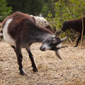 Itchy goat scratching itself