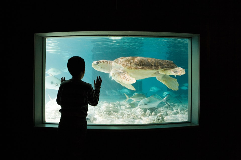 Boy watching sea turtle in aquarium