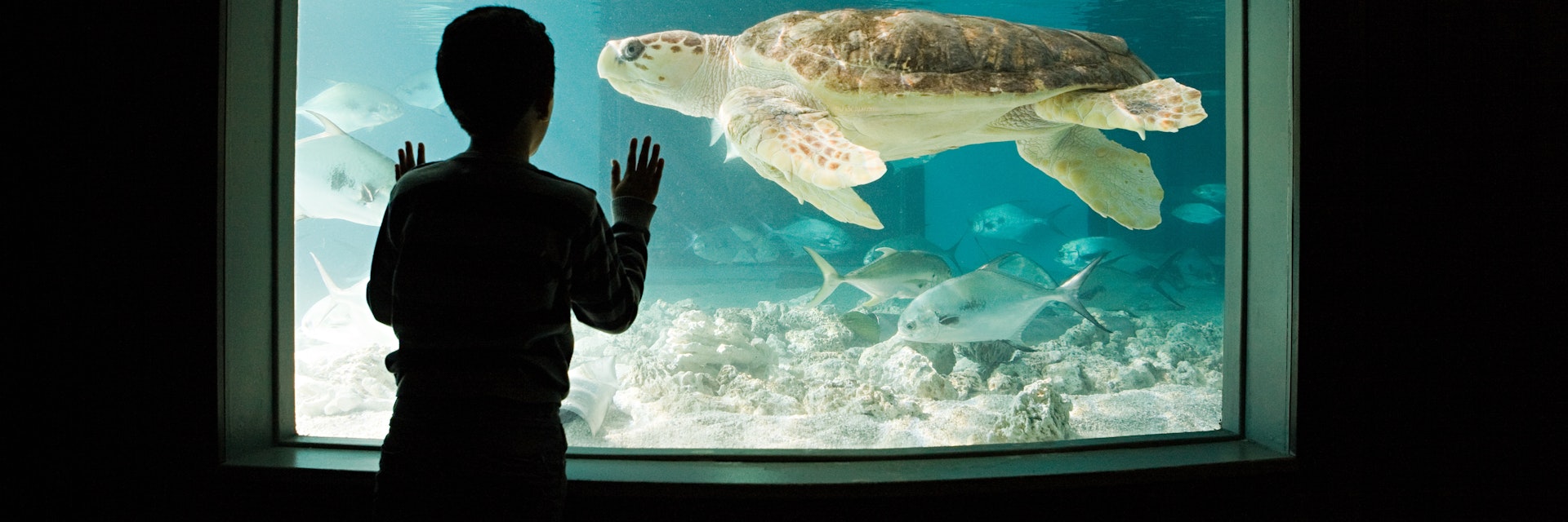 Boy watching sea turtle in aquarium