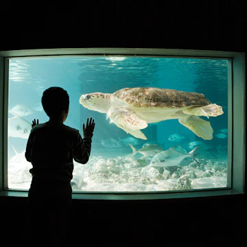 Boy watching sea turtle in aquarium