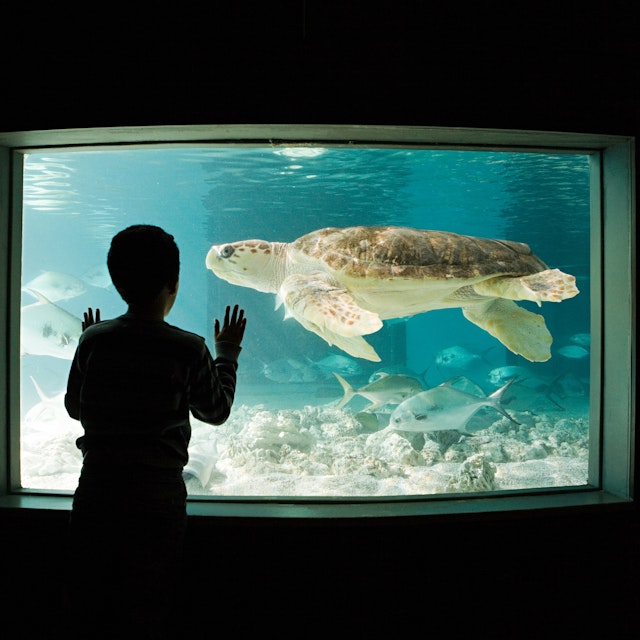 Boy watching sea turtle in aquarium
