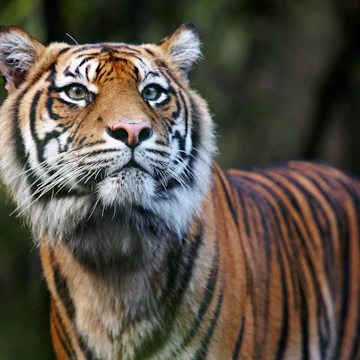 Sumatran Tiger