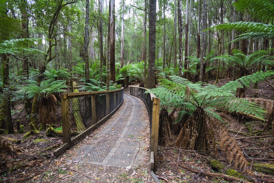 Walking trail in Mt Field National Park, Tasmania, Australia