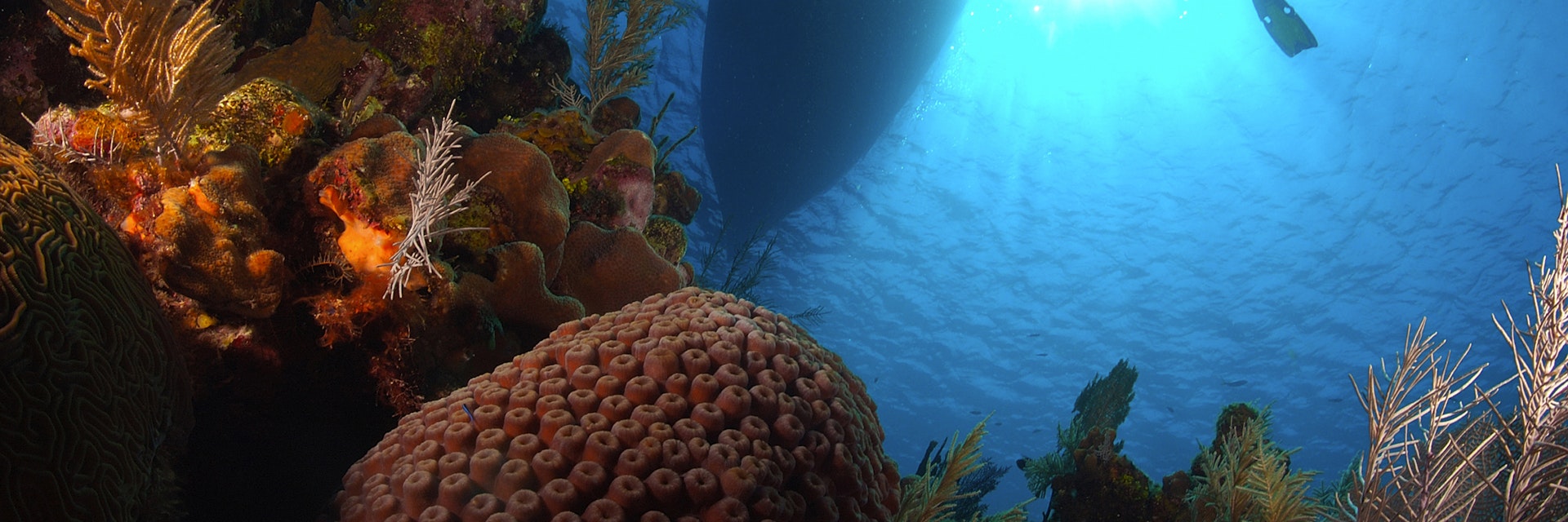 Diver over Coral Reef, Utila, Caribbean Sea, Honduras