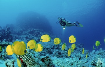 Scuba diver and Masked Butterflyfishes, Chaetodon semilarvatus, Egypt, Africa, Sinai, Nuweiba, Red Sea