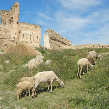 Fez - view tombs of 5 Merenid