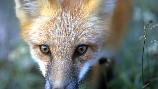 Vixen fox caught out in open in Newfoundland