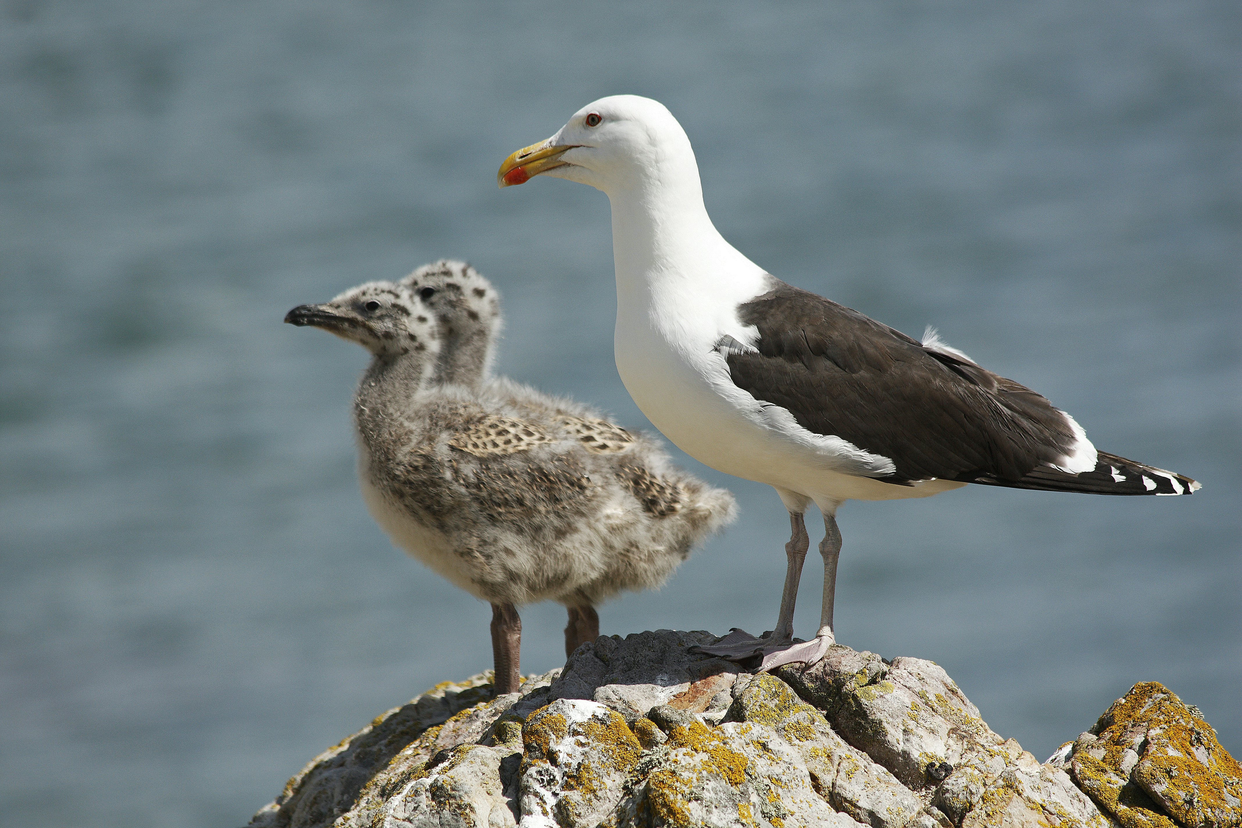Baby seagulls with parent