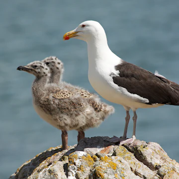 Baby seagulls with parent