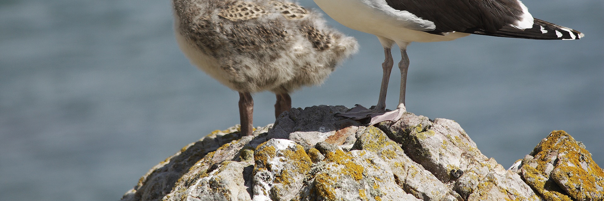 Baby seagulls with parent