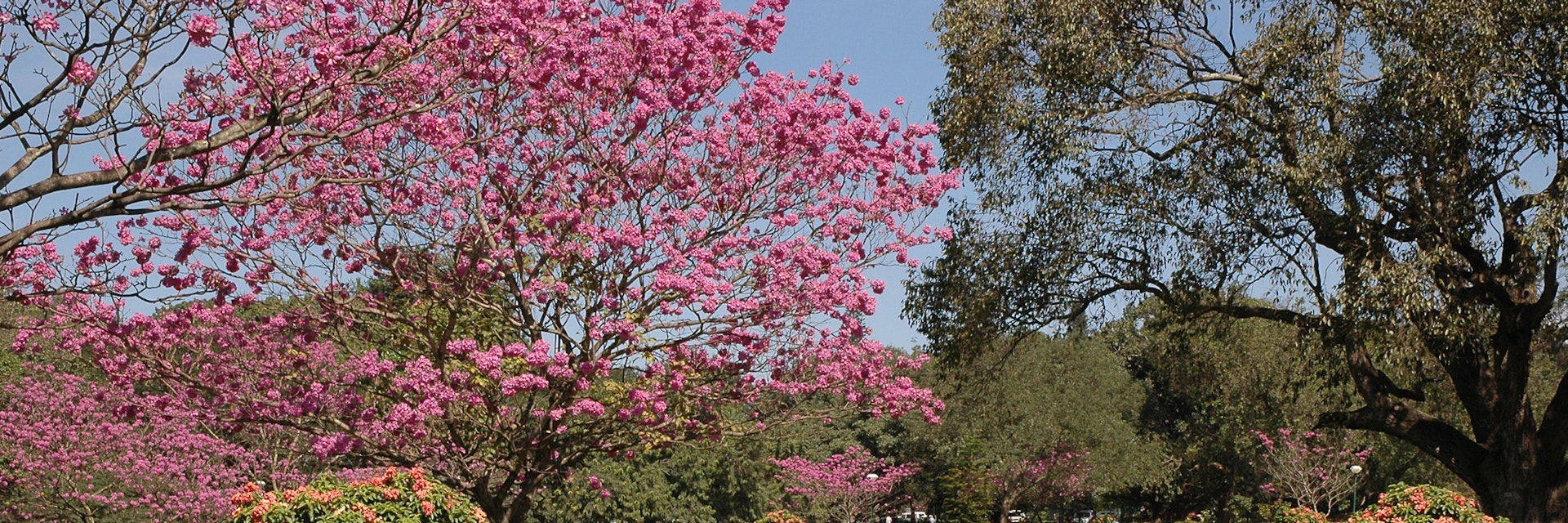 cubbon park, bangalore