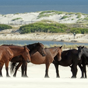 Wild Feral Horses, Corolla, North Carolina, USA