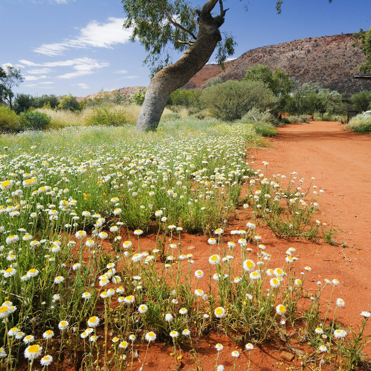 Australia, Northern Territory, Alice Springs. Wildflowers in the Alice Springs Desert Park.