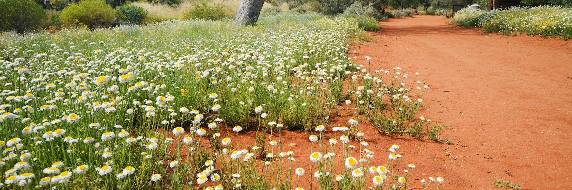 Australia, Northern Territory, Alice Springs. Wildflowers in the Alice Springs Desert Park.