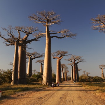 Baobabs alley