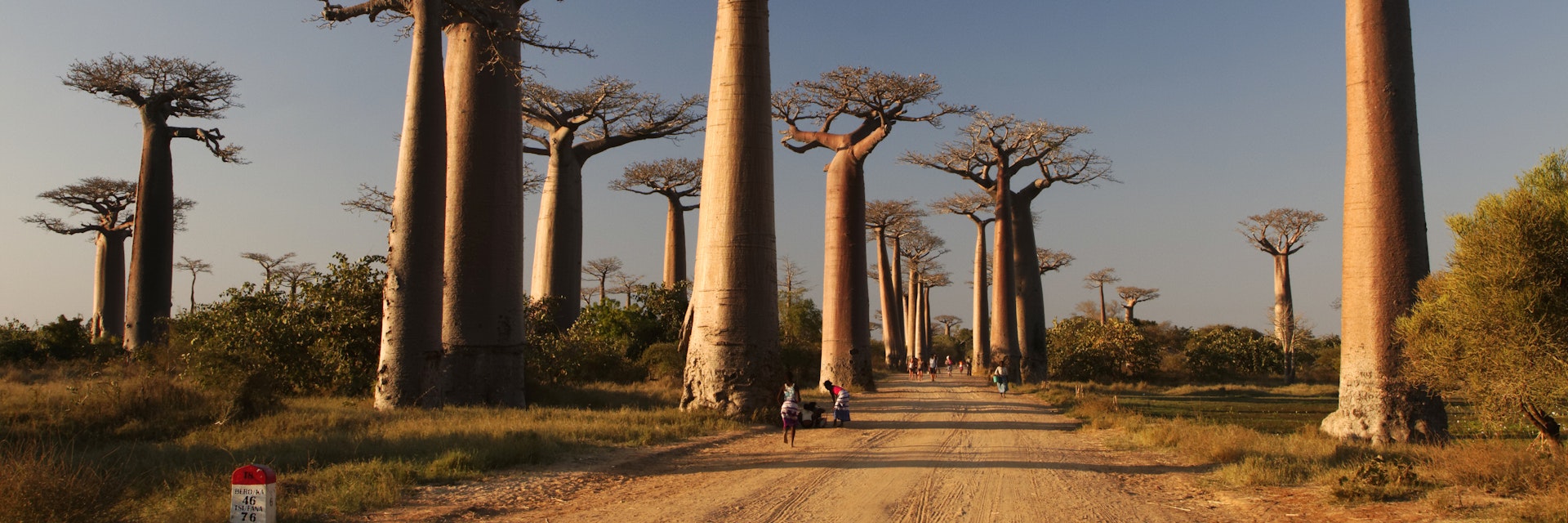 Baobabs alley