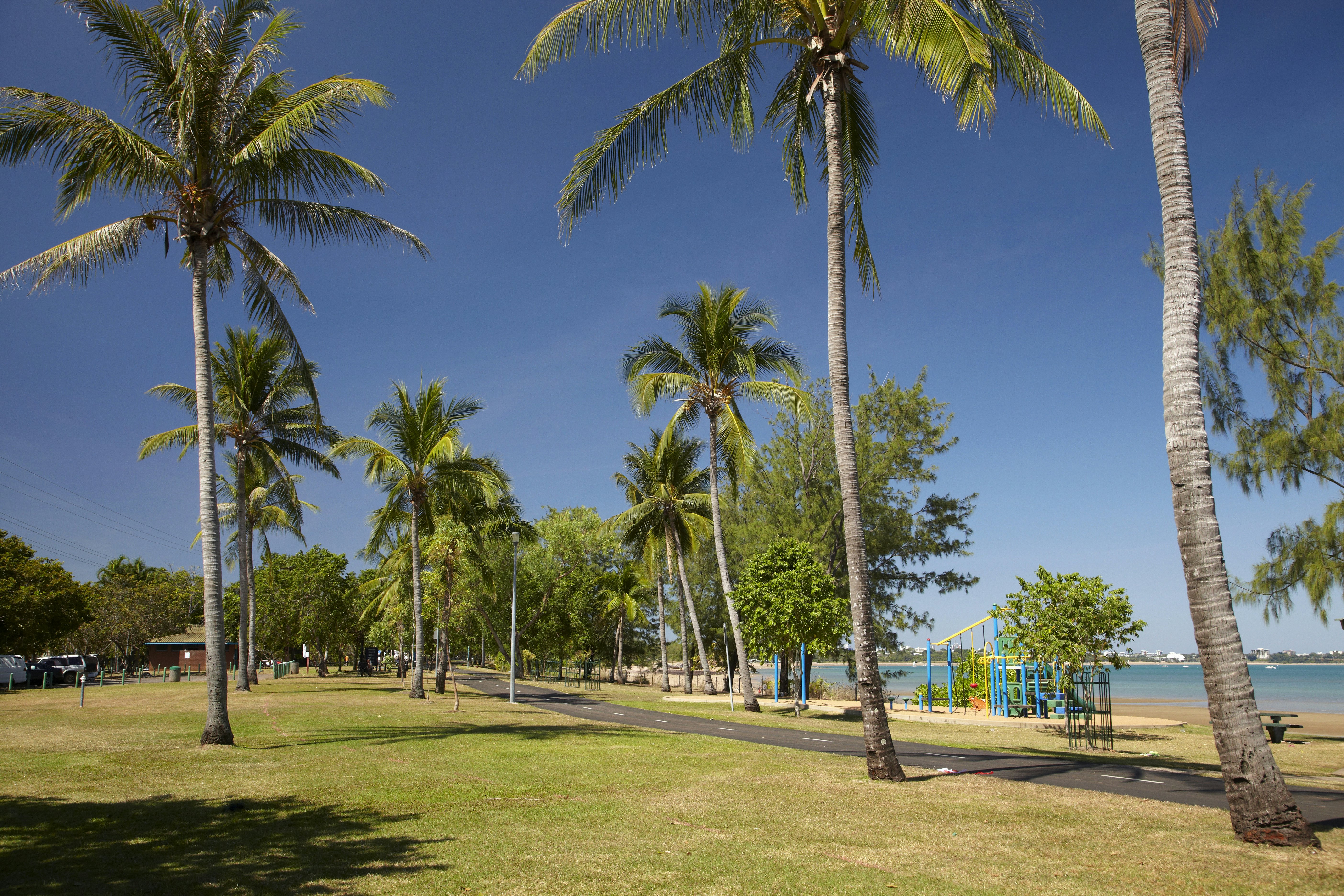 Palm tree at East Point Recreation Reserve.