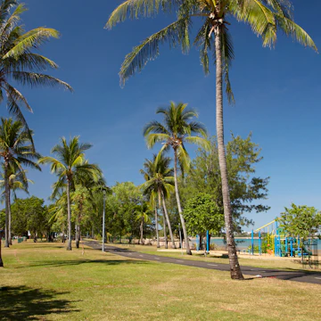 Palm tree at East Point Recreation Reserve.