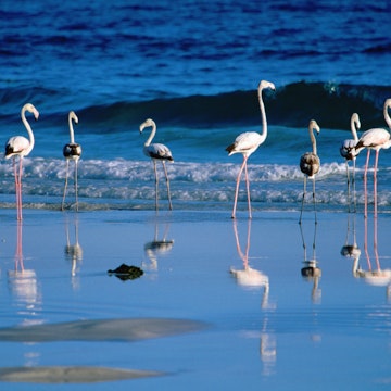 Flamingos on the beach.