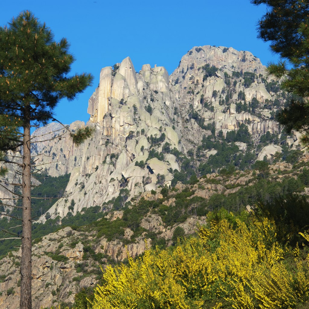 Blooming thorny or spiny broom (Calicotome spinosa) beneath pine trees of Foret de Bavella and cliffs of granite pinnacles of Aiguilles de Bavella (Needles).