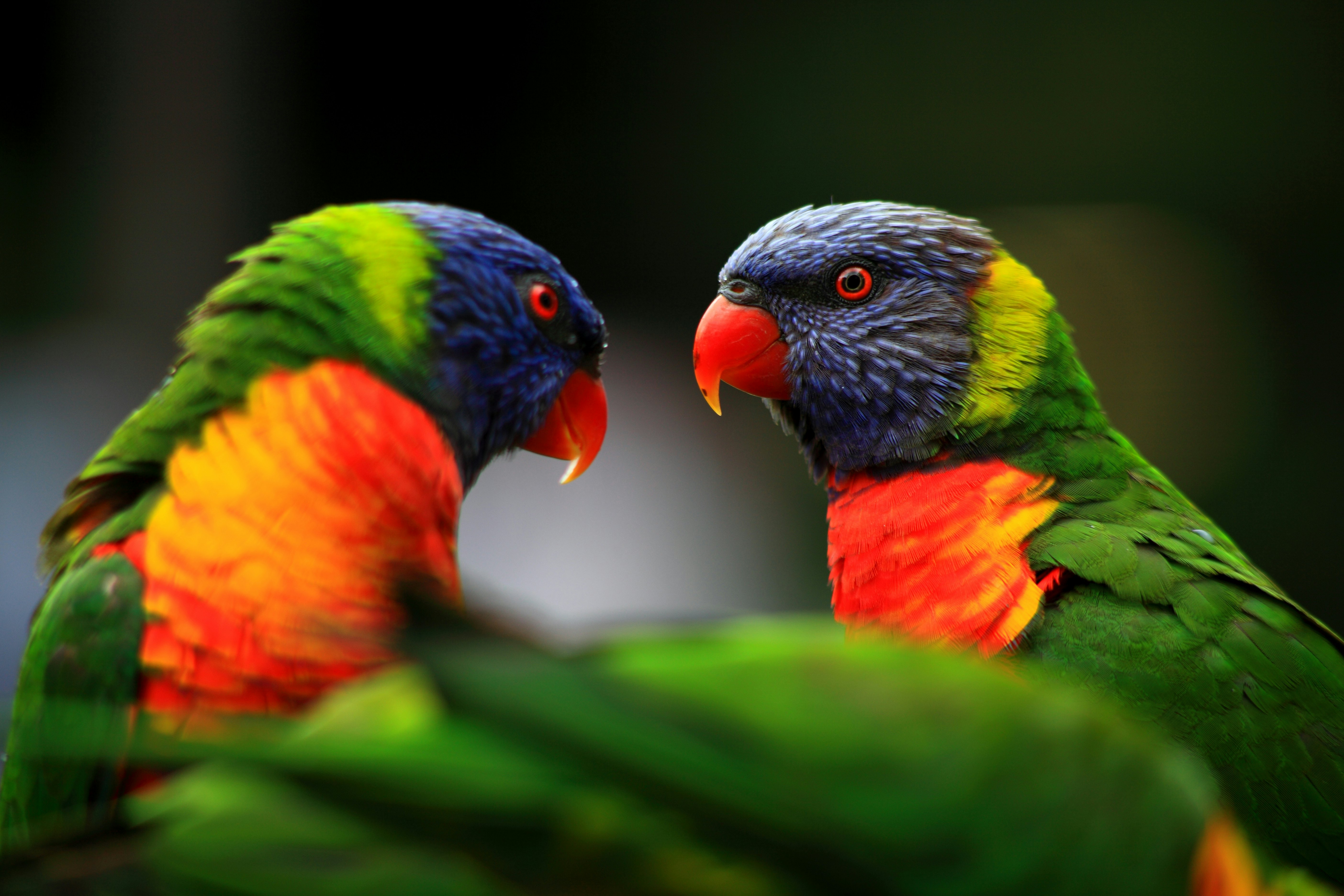 Rainbow lorikeets (Trichoglossus haematodus) at Currumbin Wildlife Sanctuary.