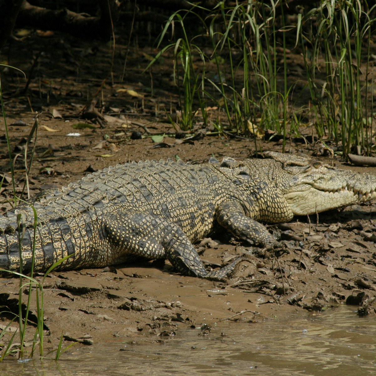 Large saltwater crocodile basking on an estuarine mudbank, Bhitarkanika National Park.