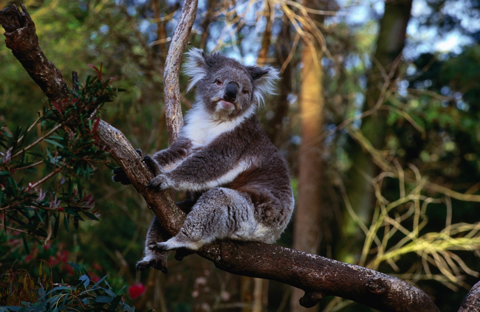 The Australian Koala at Healesville Sanctuary, the name koala, comes from the Aboriginal saying