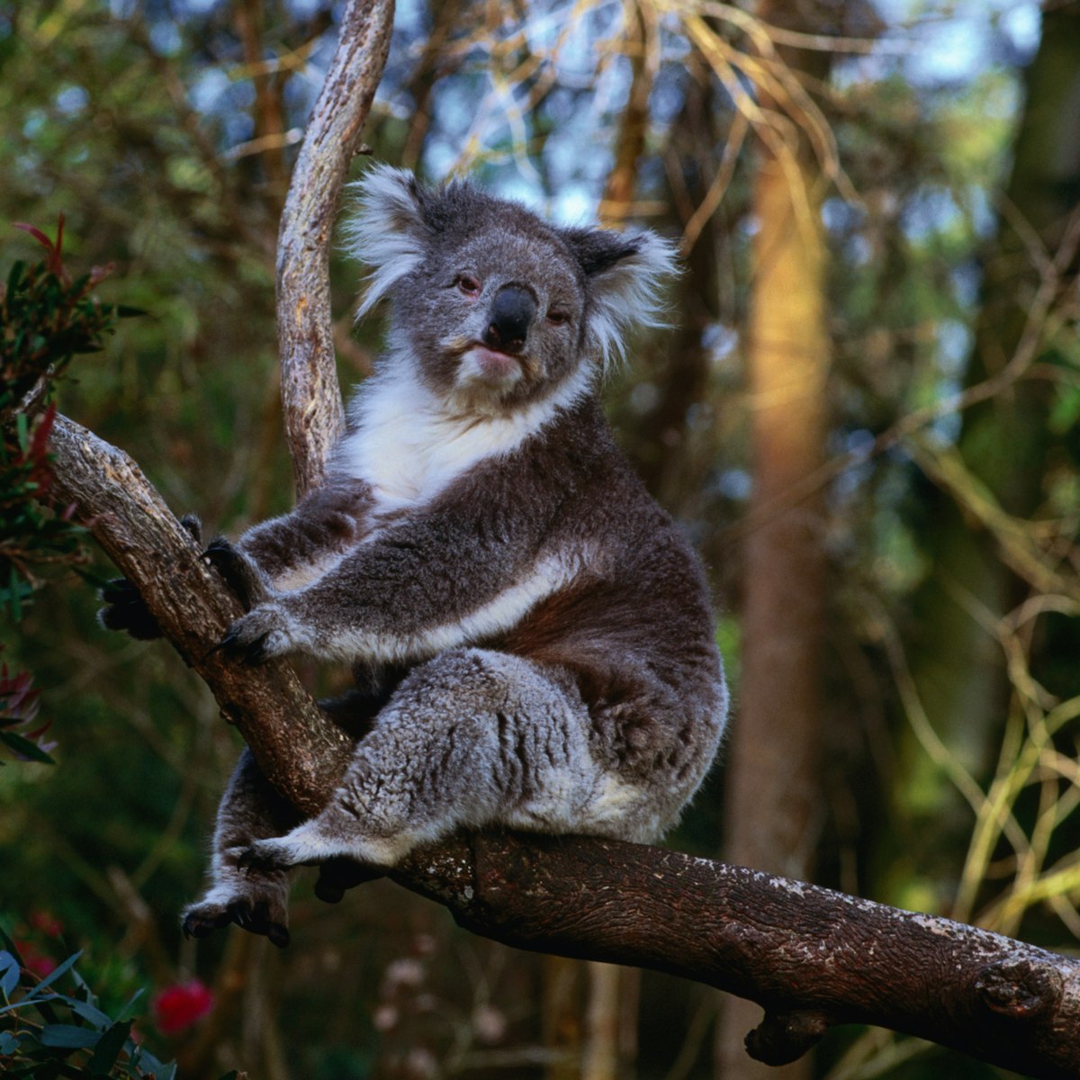 The Australian Koala at Healesville Sanctuary, the name koala, comes from the Aboriginal saying