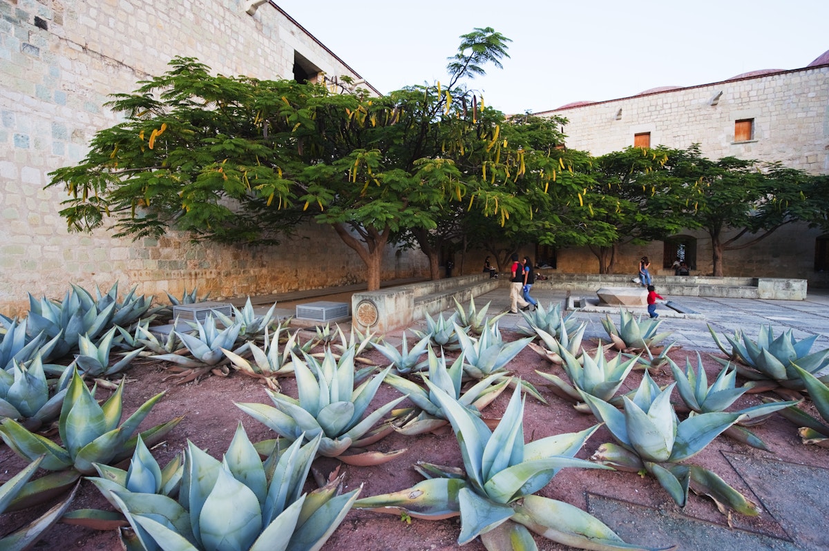 North America, Mexico, Oaxaca state, Oaxaca, garden in Santo Domingo church