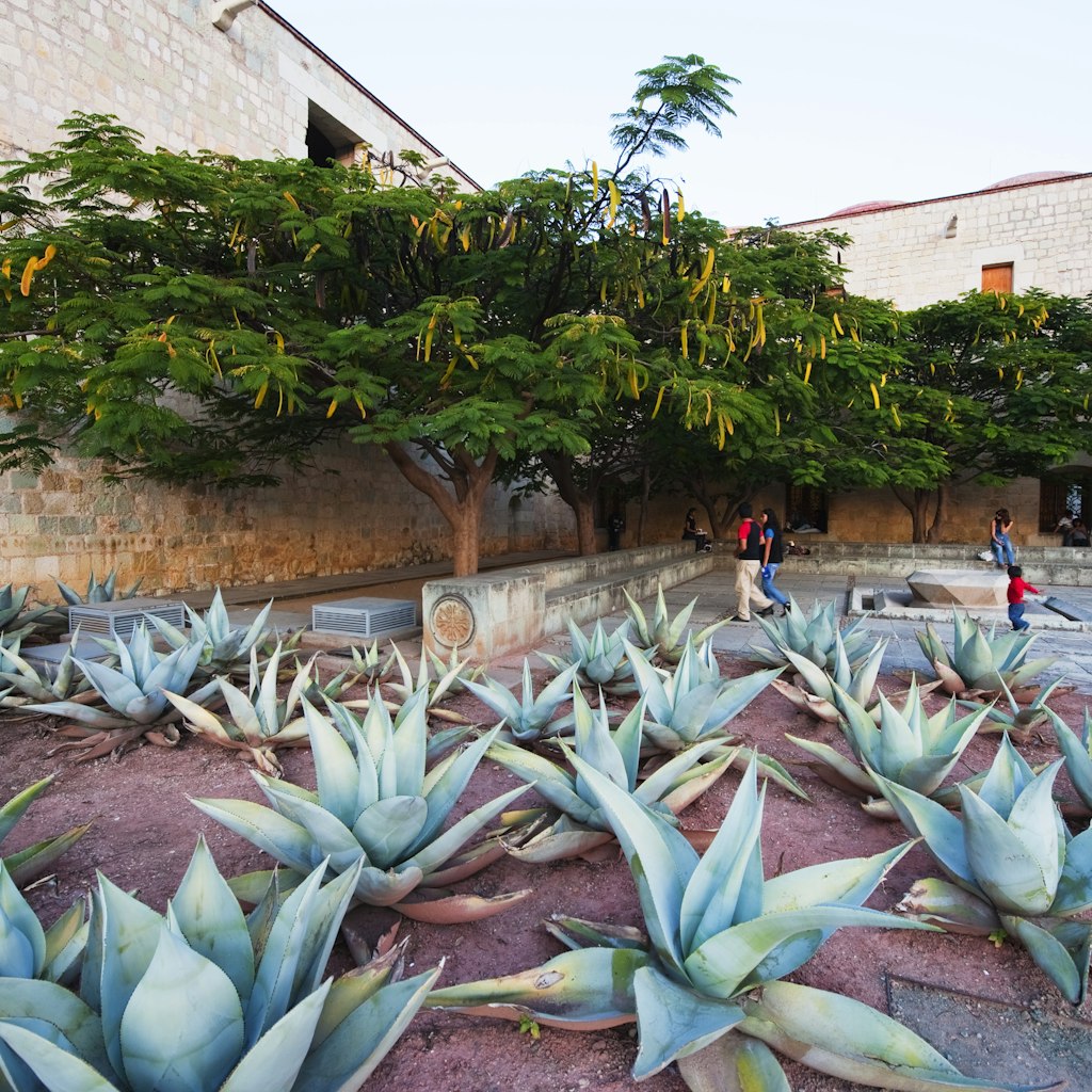 North America, Mexico, Oaxaca state, Oaxaca, garden in Santo Domingo church