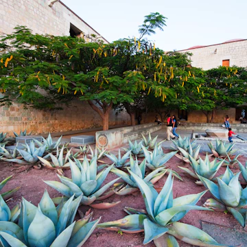 North America, Mexico, Oaxaca state, Oaxaca, garden in Santo Domingo church