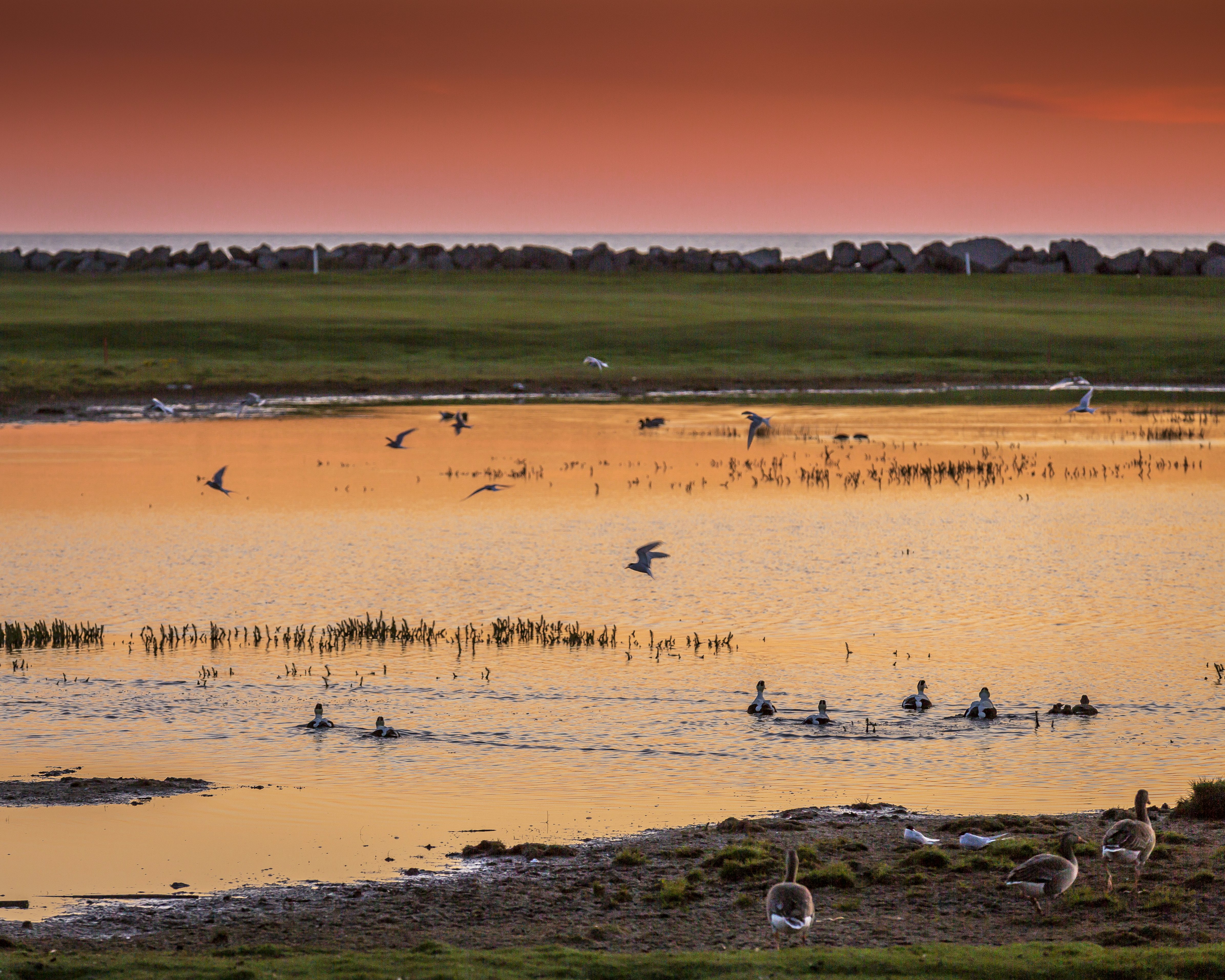Midnight sun with birds