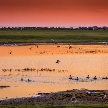 Midnight sun with birds