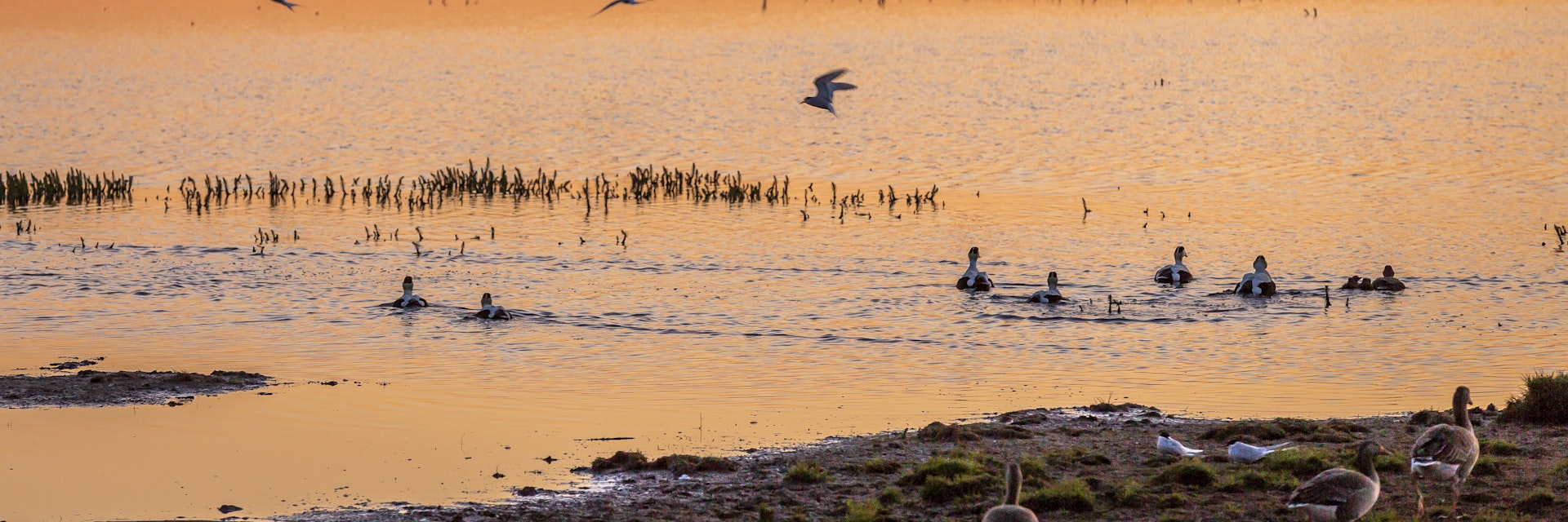 Midnight sun with birds