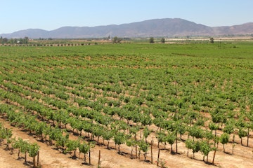 Vineyard, valle de Guadalupe