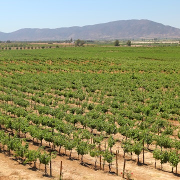 Vineyard, valle de Guadalupe