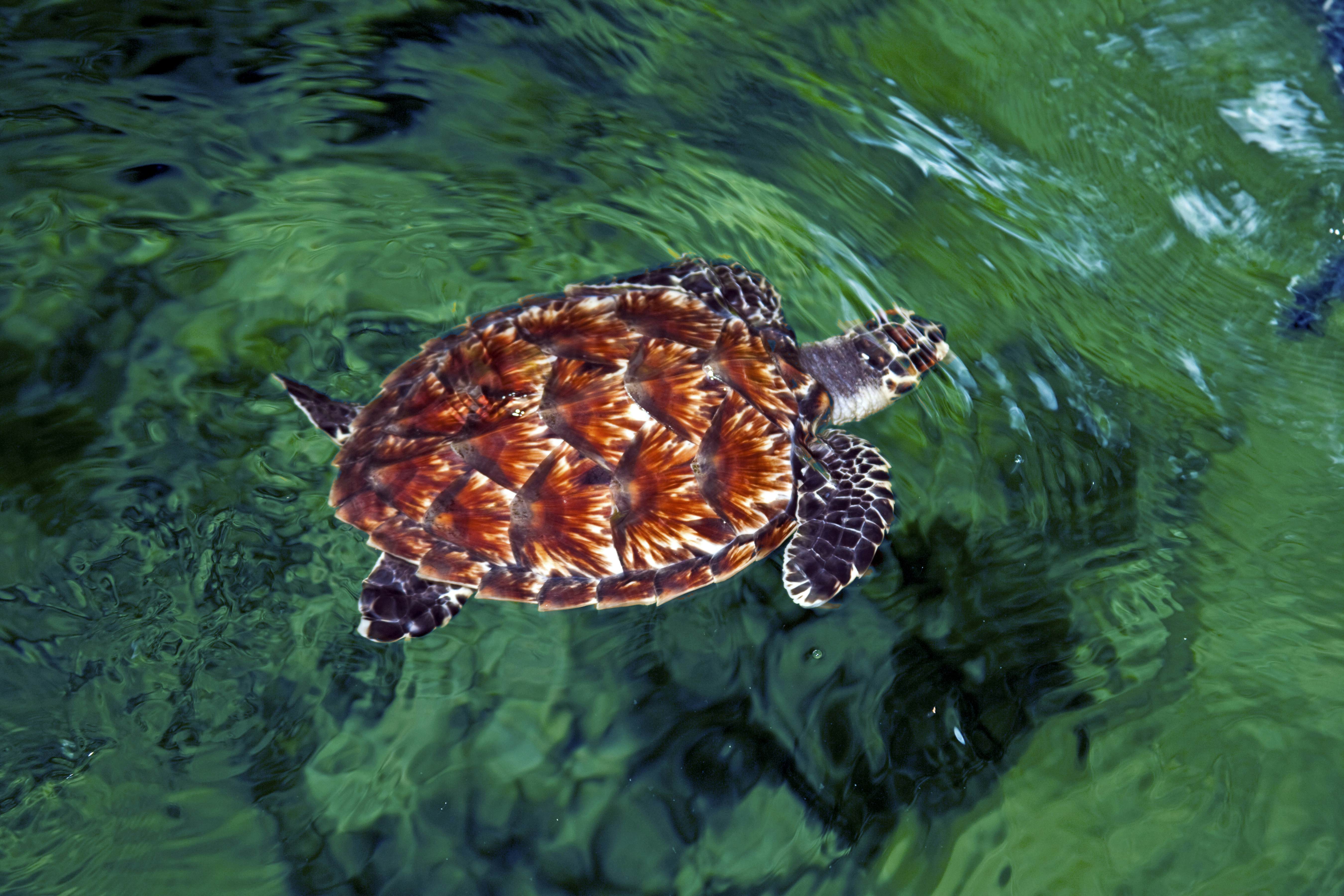 Baby Hawksbill turtle (Eretmochelys imbricata), Nadi, Fiji