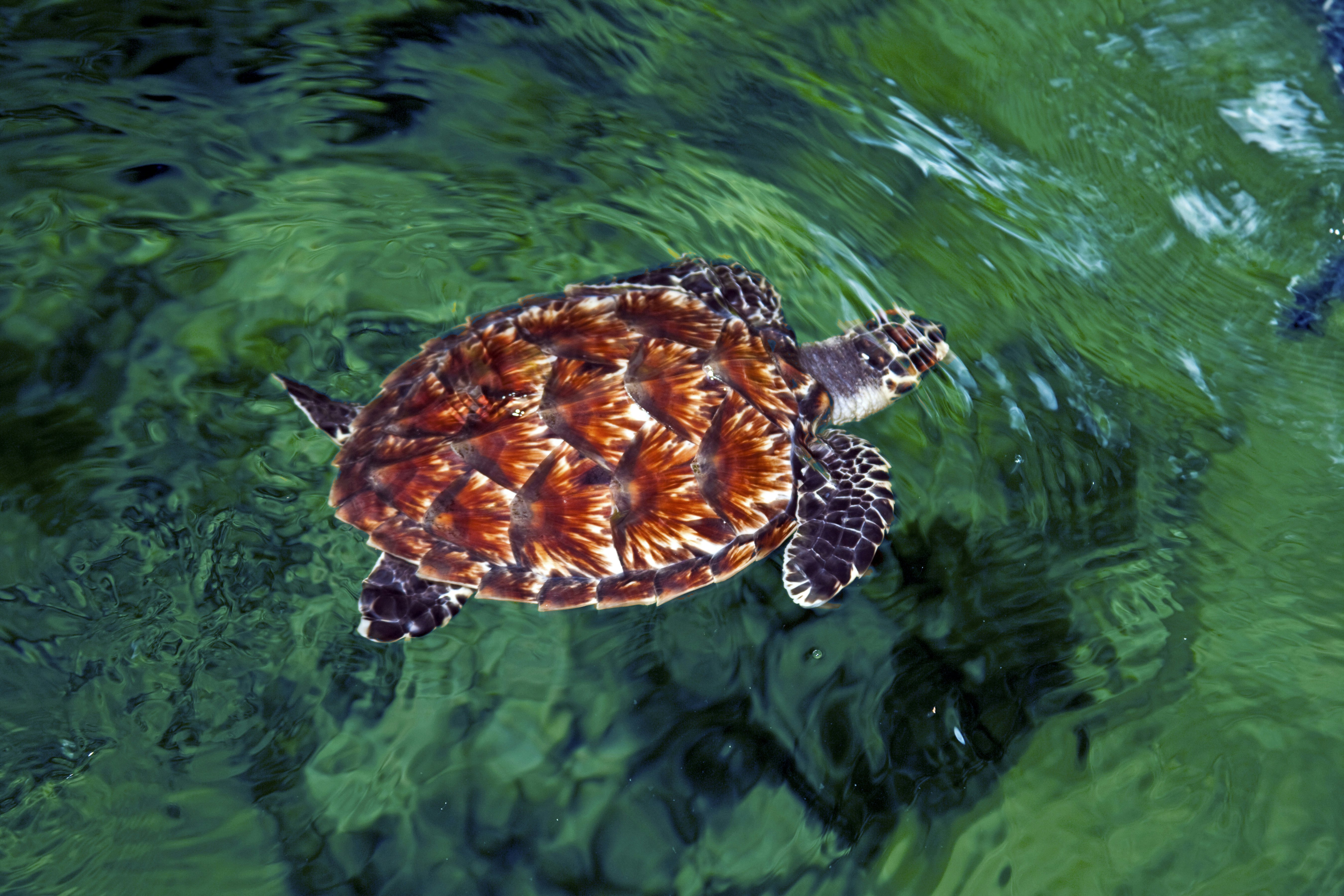 Baby Hawksbill turtle (Eretmochelys imbricata), Nadi, Fiji