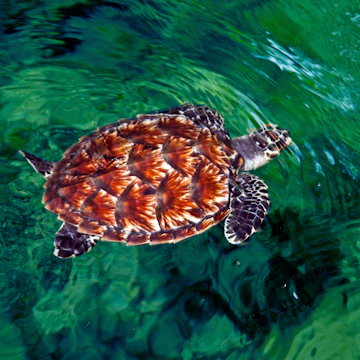 Baby Hawksbill turtle (Eretmochelys imbricata), Nadi, Fiji