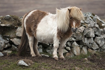 Shetland Pony on Unst