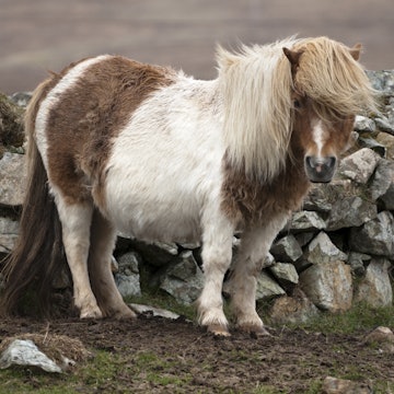 Shetland Pony on Unst