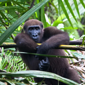 Western lowland gorilla sitting in a palmtree