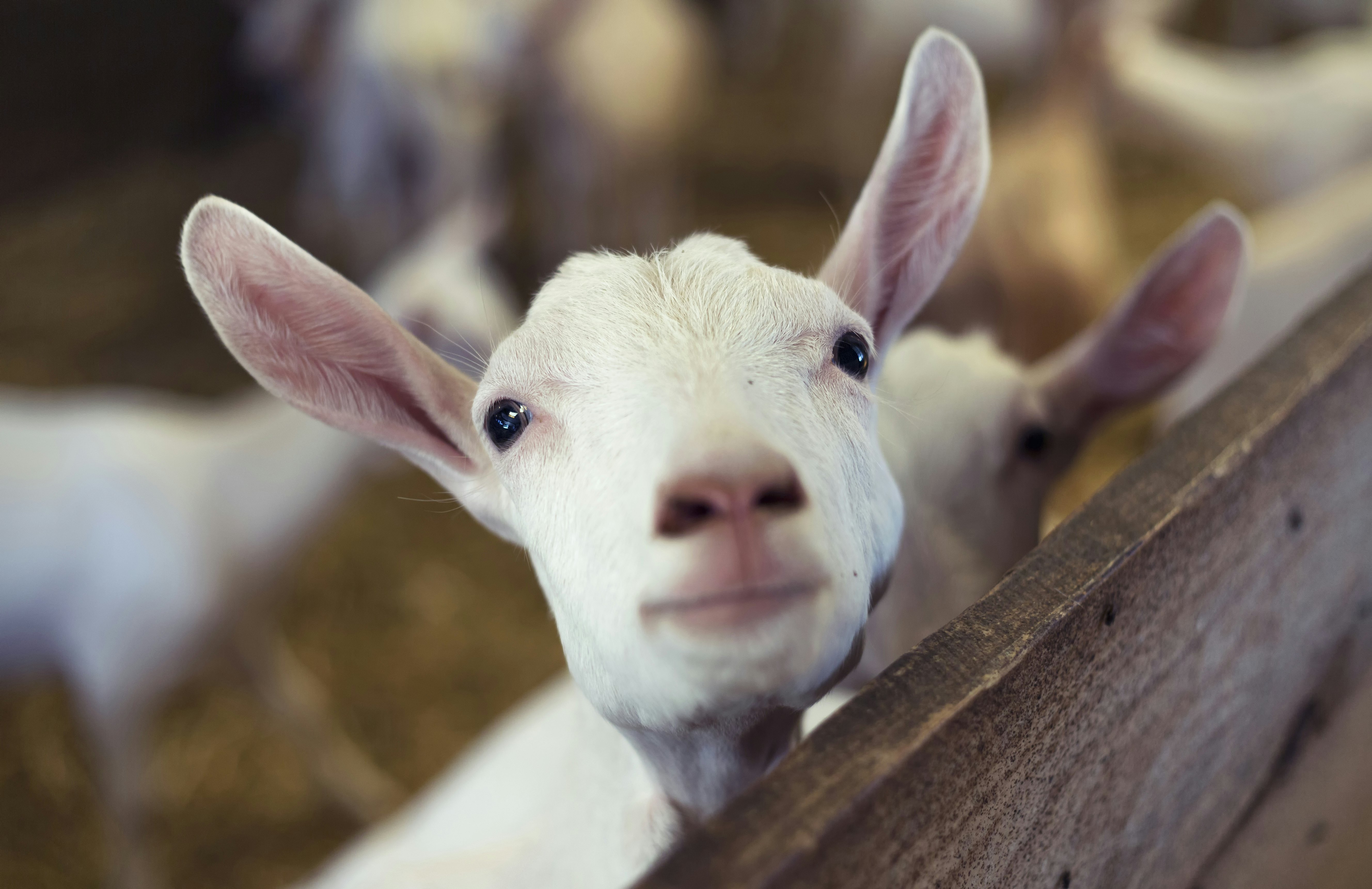 Young Goat Kid looking at camera