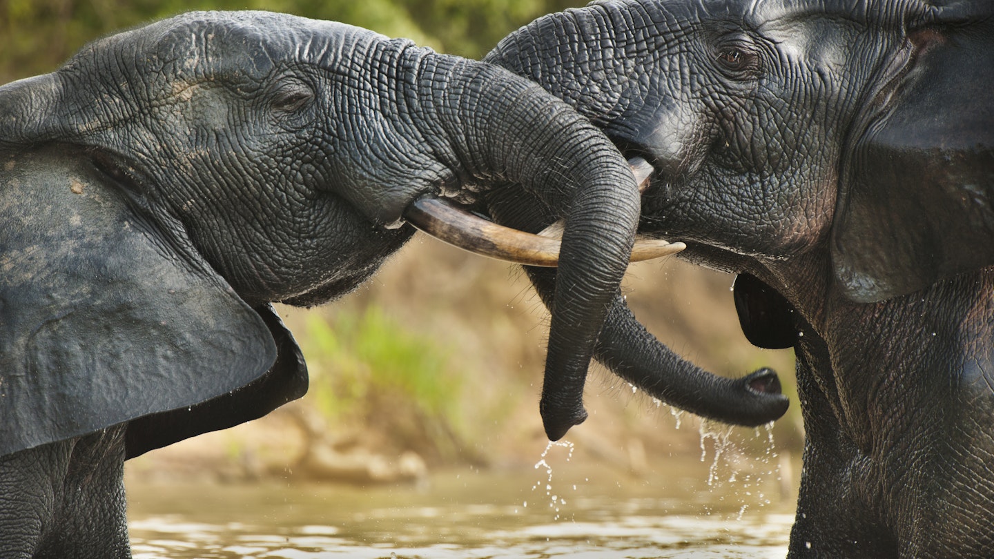 Elephant bulls, Loxodonta africana, two adult males standing in the water in  Mole National Park, Ghana, in an aggressive confrontation.