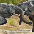 Elephant bulls, Loxodonta africana, two adult males standing in the water in Mole National Park, Ghana, in an aggressive confrontation.